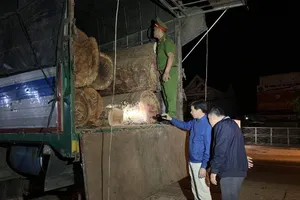 Bắt hơn 21 m3 gỗ mang 'lý lịch' giả
