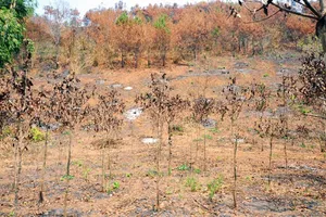 Bị kiểm điểm vì cháy 17 ha rừng nhưng 10 ngày mới báo cáo