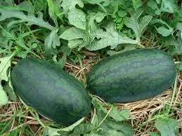 Mất mạng vì 'vận chuyển' 2 trái dưa hấu