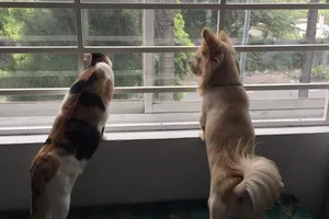 Hoãn xử vụ đòi bồi thường 100 triệu đồng vì bị chó cắn