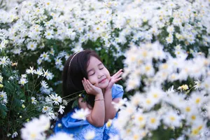 Vườn cúc họa mi 10.000 cây hút hồn giới trẻ Đà Nẵng