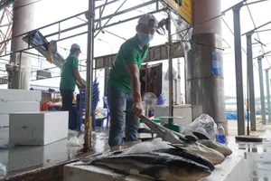 Tiểu thương ngại vào cảng cá Thọ Quang vì phí xét nghiệm cao