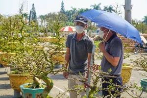 Chợ hoa Tết Đà Nẵng hút khách mua