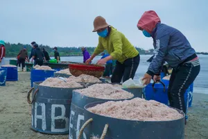 Ngư dân Đà Nẵng vào mùa ruốc biển đầu năm 2022