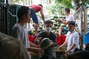 'Thần tốc' 3 ngày giải cứu hơn 100 tấn dưa hấu chạy lũ