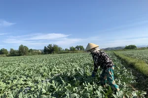 Đạ Tẻh: Trồng dưa hấu giúp nông dân cải thiện kinh tế