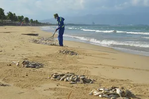 Đà Nẵng: Cá chết trắng bờ biển nghi do nổ mìn đánh cá