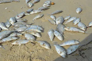 Cá chết trắng bờ: Không có hiện tượng nước xả thải ra biển