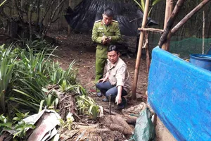 Huế: Phát hiện nhiều bom mìn trong vườn dân