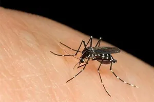  Một người tử vong do biến chứng sốt xuất huyết 