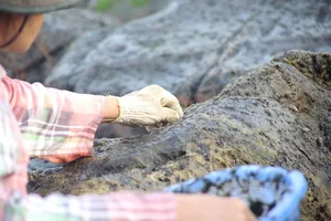 Dân làng chài Nam Ô ngâm mình cạo 'mứt biển' dịp tết