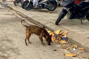 Bắt chó thả rông: ‘Đau đầu’ tìm nơi nhốt giữ