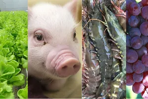 Cây trồng, vật nuôi được Nhà nước hỗ trợ bảo hiểm