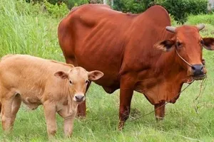 Mất tiền tỉ lẫn vàng vì tin bà bán thịt heo buôn… bò