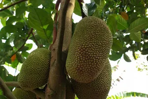 3 chủ vườn dở khóc vì tên trộm mít ‘láu cá’ 