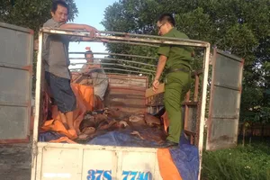 Bắt xe tải chở 4 tấn da trâu, bò hôi thối đi tiêu thụ