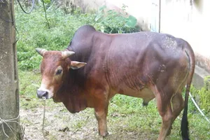 Bị dây dắt bò siết chết trên đồng