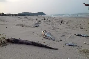 Người cung cấp thông tin đường ống thải ngầm Formosa không mất tích