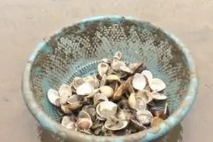 Người dân khóc ròng vì gần trăm tấn nghêu biển chết