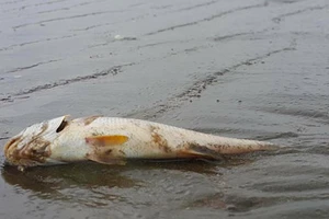 Công bố nguyên nhân cá biển chết bất thường ở Nghệ An