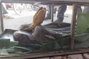 Đưa con trăn dài 4 m mà dân vái lạy ra Hà Nội chữa trị vết thương 