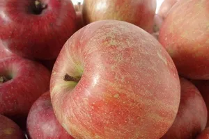 Rau cải và táo Trung Quốc nhập về Nghệ An dương tính với thuốc bảo quản