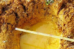 Đàn voi rừng 6 con kéo về quậy phá vườn nhà dân