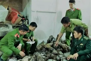 Làm thịt hơn 45 con khỉ và chồn để... bán tết 