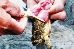 Đau lòng vợ chồng tử vong sau khi ăn thịt cóc 