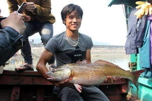 Dân đổ xô xem cá vàng 8 kg, giá hàng trăm triệu đồng 