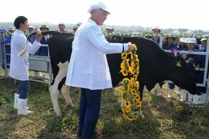 Việt Nam phát triển giống bò sữa cao sản tốt nhất 