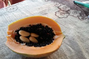 Đổ xô đi xem đu đủ 'mang bầu'