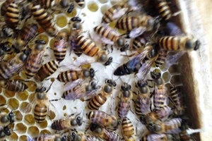 1 phụ nữ ngất xỉu vì bị ong rừng đốt 