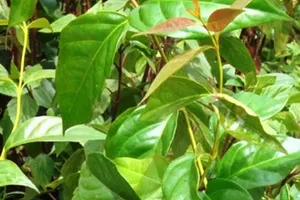 Ba học sinh lớp 3 ăn lá ngón tự tử