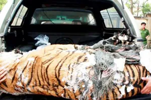 Chuyển 2 xác hổ và sơn dương để nghiên cứu khoa học