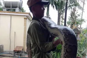 Làm rõ vụ nông dân bắt 2 con trăn gấm quý hiếm