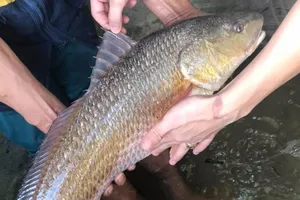 Câu được cá sú vàng, hỏi mua 500 triệu chưa bán