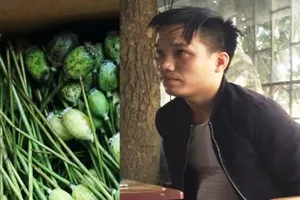 Mang 8 kg thân, quả cây thuốc phiện bán để...ngâm rượu