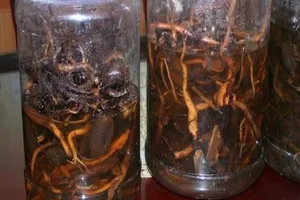 Uống rượu ngâm rễ cây, 3 người chết, 1 người nguy kịch