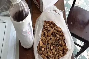 Xác định loại rễ cây ngâm rượu làm 3 người tử vong