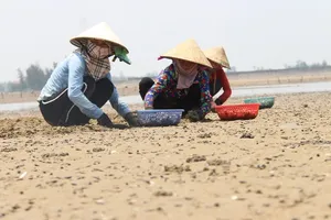 Chưa tìm ra nguyên nhân 120 ha ngao chết ở ven biển Hà Tĩnh 