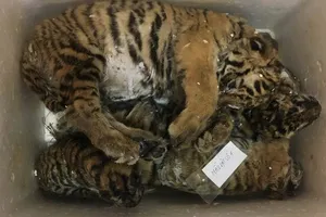 5 con hổ đông lạnh trên ô tô Hyundai i10