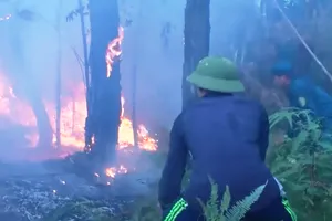 Cụ ông 70 tuổi tử vong khi cùng vợ chữa cháy rừng