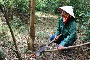 Mở lại phiên xử vợ chồng kêu oan tội hủy hoại rừng 