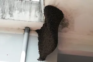 Nhiều người hiếu kỳ với tổ ong mật 'khủng' trong trụ sở huyện 