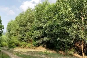 Vụ vợ chồng kêu oan: 'Khoảnh 5a không có rừng tự nhiên'