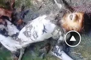 Truy tìm kẻ giết khỉ dã man, đưa lên facebook