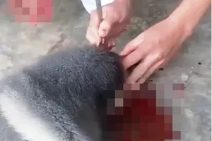 Làm việc với người đăng clip ăn óc khỉ sống gây bất bình