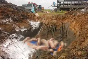 Tiêu hủy gần 100 con heo bệnh bắt giữ trên quốc lộ 1A