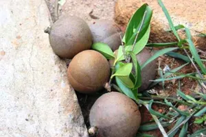 1 người Trung Quốc sang Nghệ An du lịch để mua quả sở 